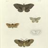 1. Erebus Fluctuosus; 2. Geometra Argentata; 3. Petasia? Ministra; 4. Hydrocampa? Nivalis; 5. Liparis? Rivulosa.
