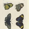 1. 2. Nymphalis Erithonius; 3. 4. Hesperia Iphis.