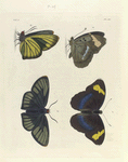 1. 2. Nymphalis Erithonius; 3. 4. Hesperia Iphis.