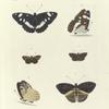 1. 2. Nymphalis (Limenitis) Sibilla;  3. 4. Pamphila Metis; 5. 6. Nymphalis Opis, var.
