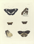 1. 2. Nymphalis (Limenitis) Sibilla;  3. 4. Pamphila Metis; 5. 6. Nymphalis Opis, var.
