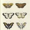 1. 2. Biblis Ilithyia; 3. 4.  Pieris Calypso ; 5. 6. Nymphalis Laure.