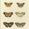 1. 2. Nyphalis Cadma ; 3. 4. Vanessa Terea; 5. 6. Nymphalis Opis.