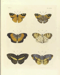 1. 2. Nyphalis Cadma ; 3. 4. Vanessa Terea; 5. 6. Nymphalis Opis.