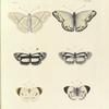 1. 2. Nyphalis Cænis; 3. 4. Nymphalis Melicerta; 5. 6. Anthocaris Arethusa.