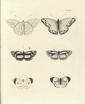 1. 2. Nyphalis Cænis; 3. 4. Nymphalis Melicerta; 5. 6. Anthocaris Arethusa.