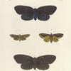 1. 2. Callimorpha? Sanguiflua;  3. Spilosoma Egle;  4. Noctua Chera.