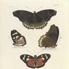 1. 2. Nymphalis Jacintha; 3. 4. Nymphalis Perseis.