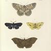 1. Alcis Scolopacea; 2. Callimorpha? Marginata; 3. Venilla? Sospeta; 4. Erebus? Opigena.