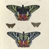 1. 2. Urania Rhipheus; 3. 4. Thecla Pan.