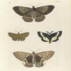 1. 2. Erebus Hercyna; 3. 4. Saturnia Maia.