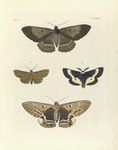 1. 2. Erebus Hercyna; 3. 4. Saturnia Maia.