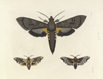 1.  Sphinx Antæus; 2. [3] Smerinthus Jamaicensis [upper side, under side].