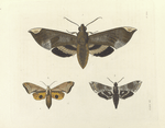 1. Sphinx Ficus; 2. Smerinthus Astylus; 3. Sphinx Hylæus.