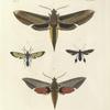 1. Deilephila Nessus; 2. Glaucopis Coarctata (female); 3. Aglaope Plumipes; 4. Deilephila Alecto.