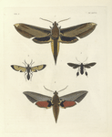 1. Deilephila Nessus; 2. Glaucopis Coarctata (female); 3. Aglaope Plumipes; 4. Deilephila Alecto.