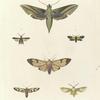 1. Deilephila Clotho;  2. Ægeria Tibialis; 3. Glaucopis Pholus; 4. Glaucopis? Astreas; 5. Syntomis Fenestrata; 6. Glaucopis? Phalænoides.