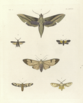 1. Deilephila Clotho;  2. Ægeria Tibialis; 3. Glaucopis Pholus; 4. Glaucopis? Astreas; 5. Syntomis Fenestrata; 6. Glaucopis? Phalænoides.