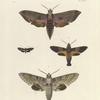 1. Sphinx Achemon; 2. Macroglossa Passalus; 3. Glaucopis? Pulchra; 4. Sphinx Brontes.