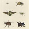 1. 2. Trichius (Archimedius) Delta ( 1. -nat. size, 2. - magnified);  3. Chasmodia? Virens; 4. Cetonia (Gnathocera) Africana;  5. Dynastes Ægeon; 6. Dynastes Geryon.