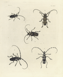 1. Lamia (Sternotomis) Mirabilis; 2. Lamia (Agaphantia) Bipunctata; 3. Lamia (Acanthocinus) Spinosa; 4. Lamia Punctator; 5. Cerambyx (Rosalia) Alpina.