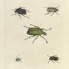 1. Cetonia Marginata; 2. Melolontha Occidentalis; 3. Goliathus Micans; 4. Hoplia  Coerulea; 5. Cetonia Codrata.