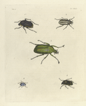 1. Cetonia Marginata; 2. Melolontha Occidentalis; 3. Goliathus Micans; 4. Hoplia  Coerulea; 5. Cetonia Codrata.