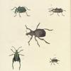 1. Entimus Imperialis (The Dimond Beetle); 2. Phina Barbirostris (female);  3. Brachycerus Ornatus; 4. Hipporhinus? Muricatus; 5.  Sagra Femorata.