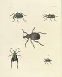 1. Entimus Imperialis (The Dimond Beetle); 2. Phina Barbirostris (female);  3. Brachycerus Ornatus; 4. Hipporhinus? Muricatus; 5.  Sagra Femorata.