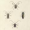 1. Lamia (Polyrhaphis) Carncriformis; 2. Lamia (Monochamus) Dentator?; 3. Elater Auratus; 4. Lamia (Acanthoderes) Araneiformis.