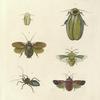 1. Blatta Nivea; 2. Blatta (Blaberus) Gigantea; 3. Blatta (Polyphaga) Ægyptiaca?; 4. Pentatoma Flavicollis;  5. Raphigaster Incarnatus; 6. Arilus Serratus.