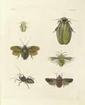 1. Blatta Nivea; 2. Blatta (Blaberus) Gigantea; 3. Blatta (Polyphaga) Ægyptiaca?; 4. Pentatoma Flavicollis;  5. Raphigaster Incarnatus; 6. Arilus Serratus.