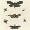 1. Cicada Maculata; 2. Cicada Stridula; 3. Aphana Lanata;  4. Scolia ? Mutillæformis; 5. Lepisma Collaris; 6. Milesia Virginiensis; 7. Cælioxys? Annularis.