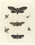 1. Cicada Maculata; 2. Cicada Stridula; 3. Aphana Lanata;  4. Scolia ? Mutillæformis; 5. Lepisma Collaris; 6. Milesia Virginiensis; 7. Cælioxys? Annularis.