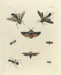 1. Stizus Speciosus; 2. Tremex Columba; 3. Formica Rubripes; 4. Raphigaster Validus; 5. 6. Tettigonia Sanguinea (5. - nat. size, 6.- magnified); 7. 8. Formica Bihamata (7. - nat. size, 8. - magnified).