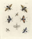 1. Vespa Orientalis; 2. Scolia 4-Maculata; 3. Bombylius Plumipes; 4. Pepsis Coeruleana; 5. Mantis (Thespis) Prva; 6. Pepsis Rubra; 7. Pelopæus Petiolatus; 8. Sphex Pensylvanica.