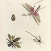 1. Truxalis Brasiliensis; 2. Phloea Corticata; 3. Scolia Flavifrons ?; 4. Pelecinus Politurator.