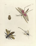 1. Truxalis Brasiliensis; 2. Phloea Corticata; 3. Scolia Flavifrons ?; 4. Pelecinus Politurator.