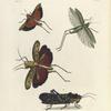1. Locusta Obscura; 2. Gryllus (Phyllopterus) Myrtiflius; 3. Locusta (Rutidoderes) Centurio; 4. Locusta (Phymatea) Punctata.