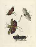 1. Locusta Obscura; 2. Gryllus (Phyllopterus) Myrtiflius; 3. Locusta (Rutidoderes) Centurio; 4. Locusta (Phymatea) Punctata.