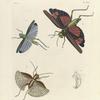 1. Locusta Coerulea; 2. Locusta (Rutidoderes) Miles; 3. Gryllus (Gryllacris) Tesselatus.