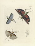 1. Locusta Coerulea; 2. Locusta (Rutidoderes) Miles; 3. Gryllus (Gryllacris) Tesselatus.