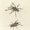1. Acheta (Schizodactyla) Monstrosa; 2 Acheta Membranacea.