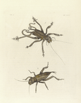 1. Acheta (Schizodactyla) Monstrosa; 2 Acheta Membranacea.