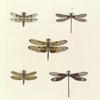 1. Libellula Lucia; 2. Agrion Cala; 3. Libellula Marcia; 4. Libellula Domitia; 5. Agrion Titia.