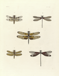 1. Libellula Lucia; 2. Agrion Cala; 3. Libellula Marcia; 4. Libellula Domitia; 5. Agrion Titia.