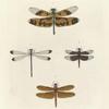 1. Libellula Variegata; 2.  Libellula Fulvia; 3. Libellula Tullia; 4. Lestes Paulina.