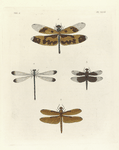 1. Libellula Variegata; 2.  Libellula Fulvia; 3. Libellula Tullia; 4. Lestes Paulina.