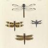 1. Libellula Axilena; 2. Libellula Eponina; 3. Libellula Portia; 4. Libellula Sophronia.