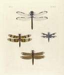 1. Libellula Axilena; 2. Libellula Eponina; 3. Libellula Portia; 4. Libellula Sophronia.
